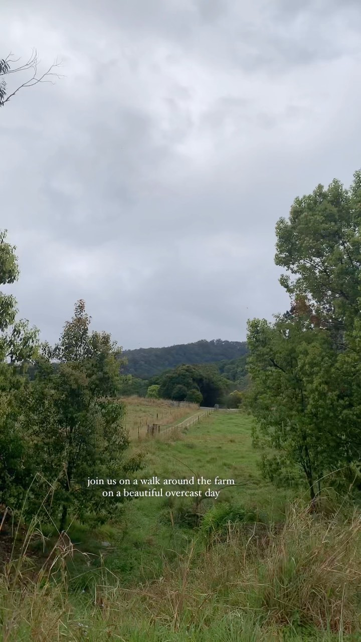 Soaking up the natural beauty of the farm ~ enjoy one of our private nature trails or silent rainforest walk, a swim in the spring fed dam or simply take a moment to ground with your bare feet to the earth 🌿
If you want to bring your community together for a retreat at our beautiful farm before the end of 2023, there is only two spaces left!
✨November 20th - 22nd
✨December 5th - 15th
Both available at a discounted rate and the option to exclude our cabins for a smaller, more exclusive retreat.
We are then close to booked out between January - June 2024 so far, so get in touch to secure your preferred retreat dates for next year.
Email us at info@wybalenaorganicfarm.com.au for more information on nightly rates, guest capacity and any retreat questions you have 🌿