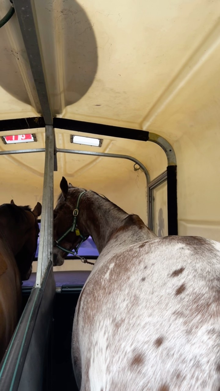 🐴 FIELD TRIP🐴
Spot and Beau both had a fun day out 🤭
Aren’t they just the best boys! 👏🏼
#valleyparkridingschool #horseriding #float #horseridinglesson #melbourne #horseridingschool