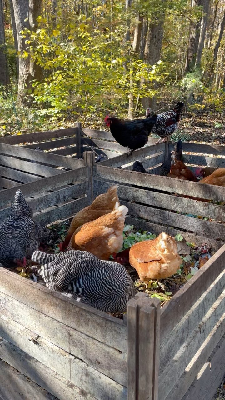 Composting food scraps is rigorously henforced!
#compostingwithchickens