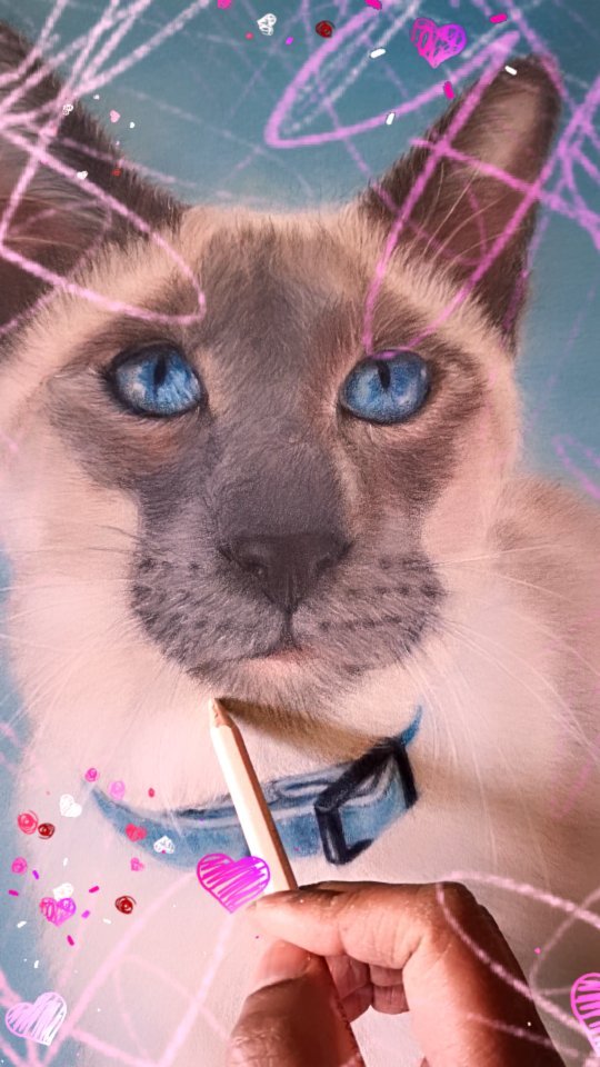 A beautiful siamese cat. Finishing touches. ❤️🙀#catsfollowers #cats #catlovers #artist #colourpencil #gallery