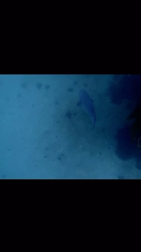 A Giant Sea Bass has been visiting the cove this week! Such an incredible sight to see!