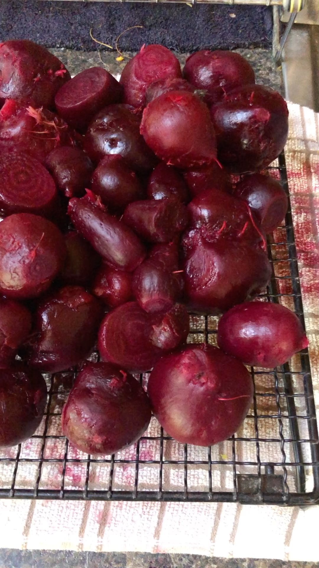 man this beet harvest is good!
#farming #sustainablefarming #farminglife #naturalfarming #farmingpics #regenerativefarming #smallscalefarming #biodynamicfarming #familyfarming #farmingagphotos #ecofarming #womenfarmers #womanowned #womeninag #farmerlady #familyfarm #soilbuilding #pastureanimals #smallfarm #smallagriculture #feedingcommunity