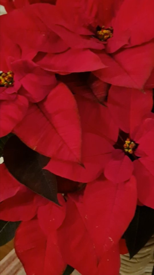 We are open from the 8th December 2024 until the 6th January 2025
Happy new year!🍾🥂🍾🥂
#holiday #christmasholidays #happynewyear #christmastree #christmasseason #christmas2022 #newyear #newyeareve