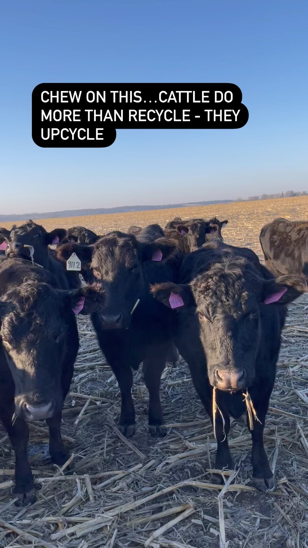 90% of what cattle eat is forage and plant leftovers that people can’t eat and would otherwise go to waste. Cattle upcycle human inedible plants into high-quality protein.
Thank you cattle!
#beef #eatbeef #knowyourbeef #everysteakhasastory #behindthebeef