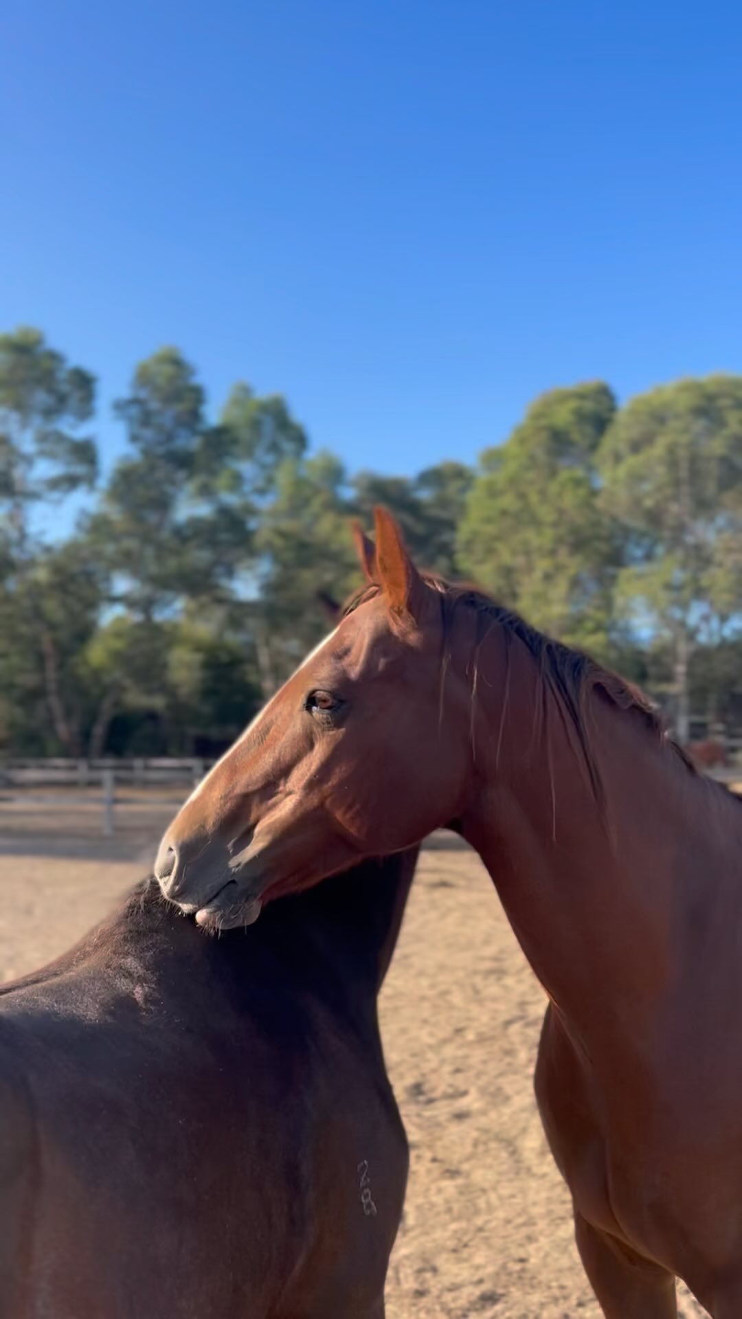 Lance and Lucy 🫶🏼