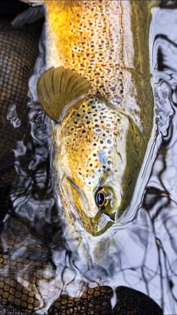 Regardez bien à 0,06 secondes de vidéo on peut voir cette grosse truite gober ma mouche (Olive H16) ! Encore une jolie truite française de plus de 50 cm prise pendant le mois de Mars. Un poisson que je ne suis pas prêt d’oublier pour sa beauté mais aussi pour le coup de ligne. On ne voit pas bien mais je suis caché au milieu des branches et il m’a fallut beaucoup de sang froid pour me sortir de là sans décrocher le poisson ou le casser. Merci la nature pour ces moments 🙏
Retrouvez toutes mes mouches sur mon site internet (dans ma bio)
#moucheshalieutique #truite #truitefario #reels #réel #truite #peche #pechealamouche #nokill #catchandrelease #trout #flyfishing #flyfishinglife #flyfishingjunkie #troutonthefly #truitefario #truitesauvage #nature #naturephotography #2022 #hugetrout #naturelover