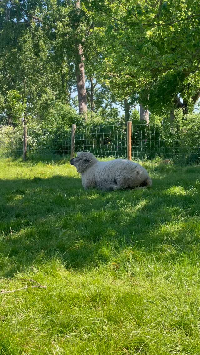 We hebben lammetjes en wat zijn ze lief!
Er zijn nog plekjes doordeweeks in de huisjes in mei! En in de caravans ook in de weekenden. 😉🐑
