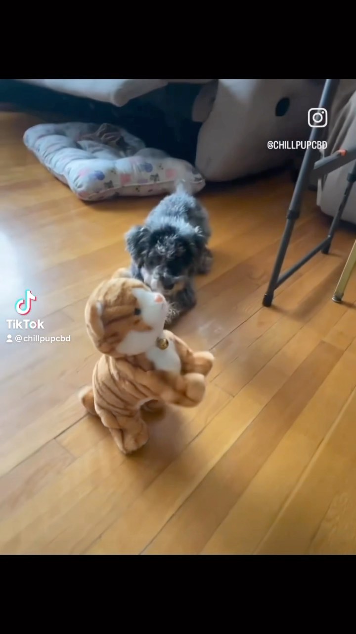 “Life’s too short not to have fun! Treat your pup to some chill vibes and click the link in our bio to SHOP TREATS now.” 🐾🐶