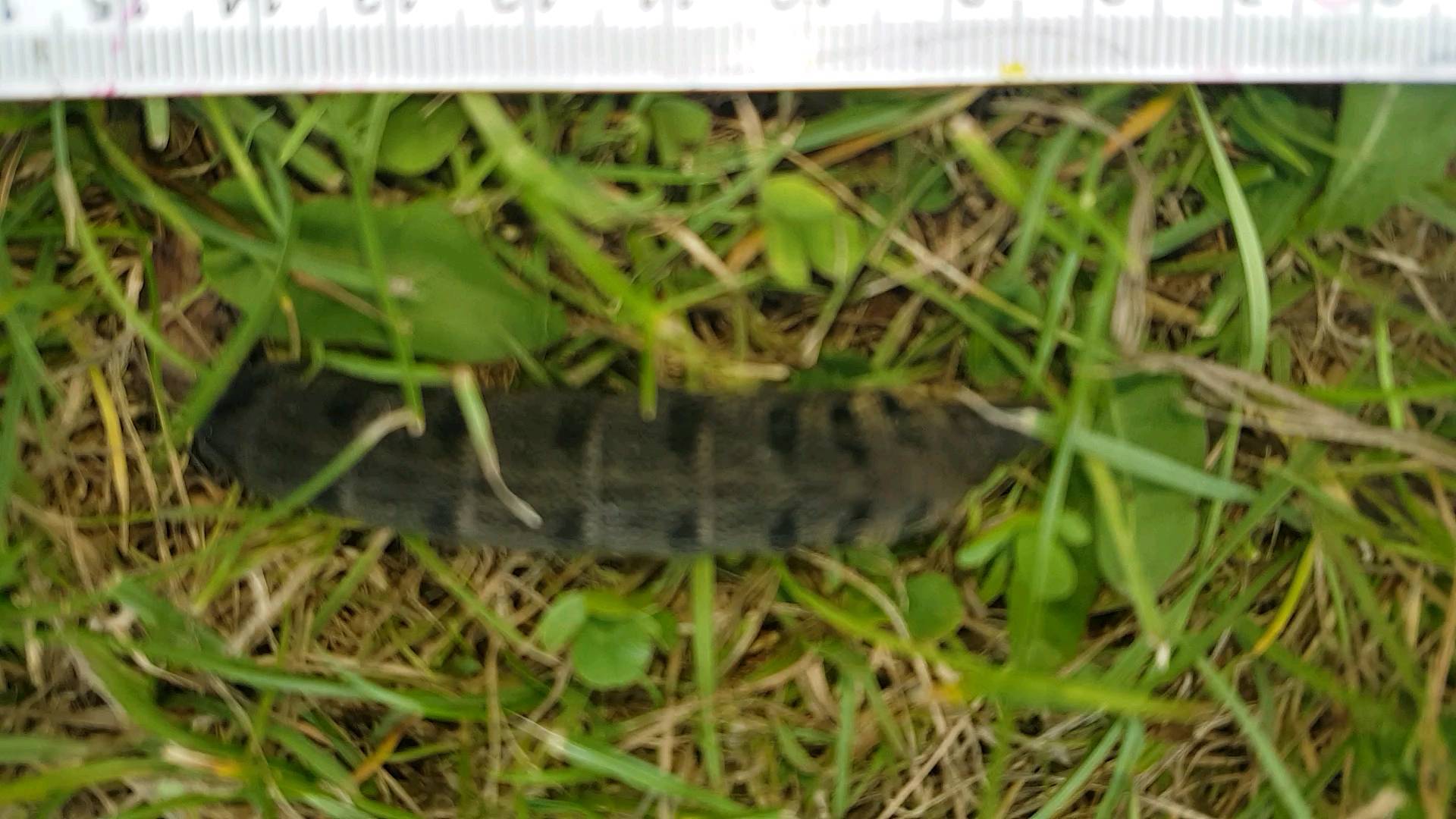 Blimey!
Godzilla-pillar!
The Elephant Hawk Moth caterpillar spotted tearing across the lawn today; one of Britain's biggest moths I am told ..
#moths #caterpillar #derbyshirewildlifetrust