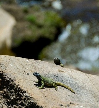 Matuasto del Maule, Phymaturus Maulense es un género de lagartos iguánicos propios de lugares rocosos que habitan las laderas de la cordillera de los Andes, tanto de Chile como Argentina. Estos lagartos vivíparos y herbívoros se caracterizan por tener la cabeza y cuerpo extremadamente chatos, lo que les permite refugiarse en las grietas de las rocas donde viven.
Los machos tienen vivos colores