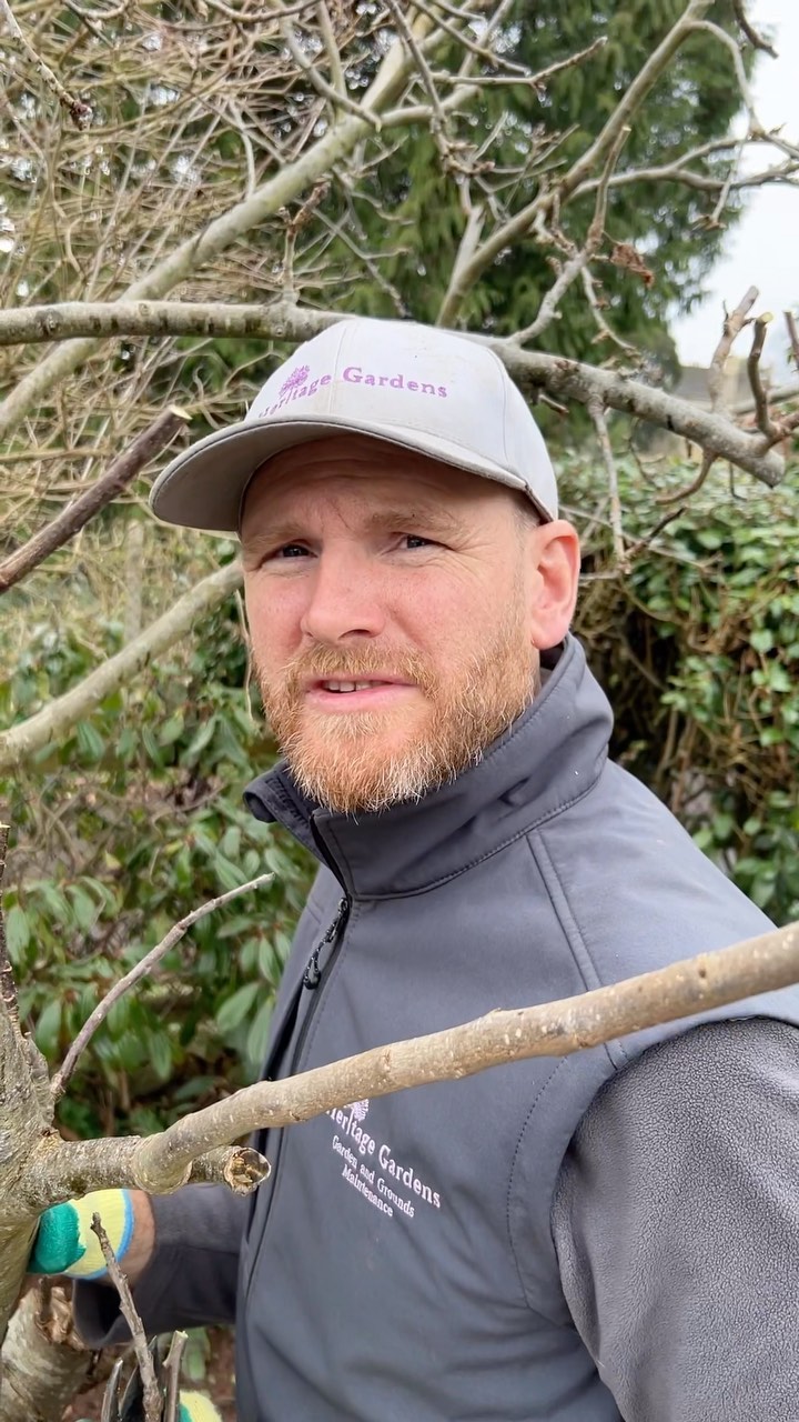 Still chance to prune your apple trees, think about keeping your trees in a nice shape, take out skyward shoots back to two buds, encourage clusters of fruiting spurs on strong branches and take out dead, damaged and diseased wood. Remember to have an open centre of the tree, enough so a pigeon could fly through it to allow good airflow!!
#appletree
#appletreepruning
#treepruning
#fruitproduction
#gardenmaintenance
#gardener
#gardeninspiration
#countrylife