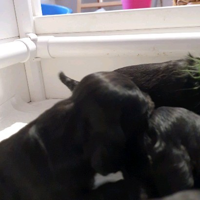 Erste Spiele 🥰
#americancockerpuppy
#americancocker
#spaniel