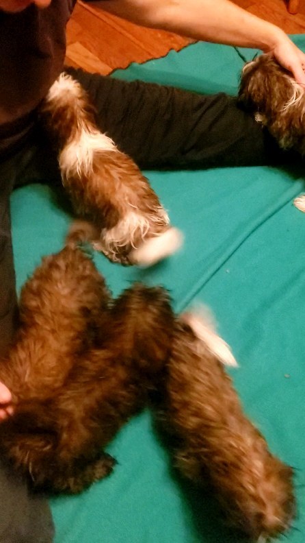 First bath for these little pups! They definitely needed it after getting into a bit of mud.