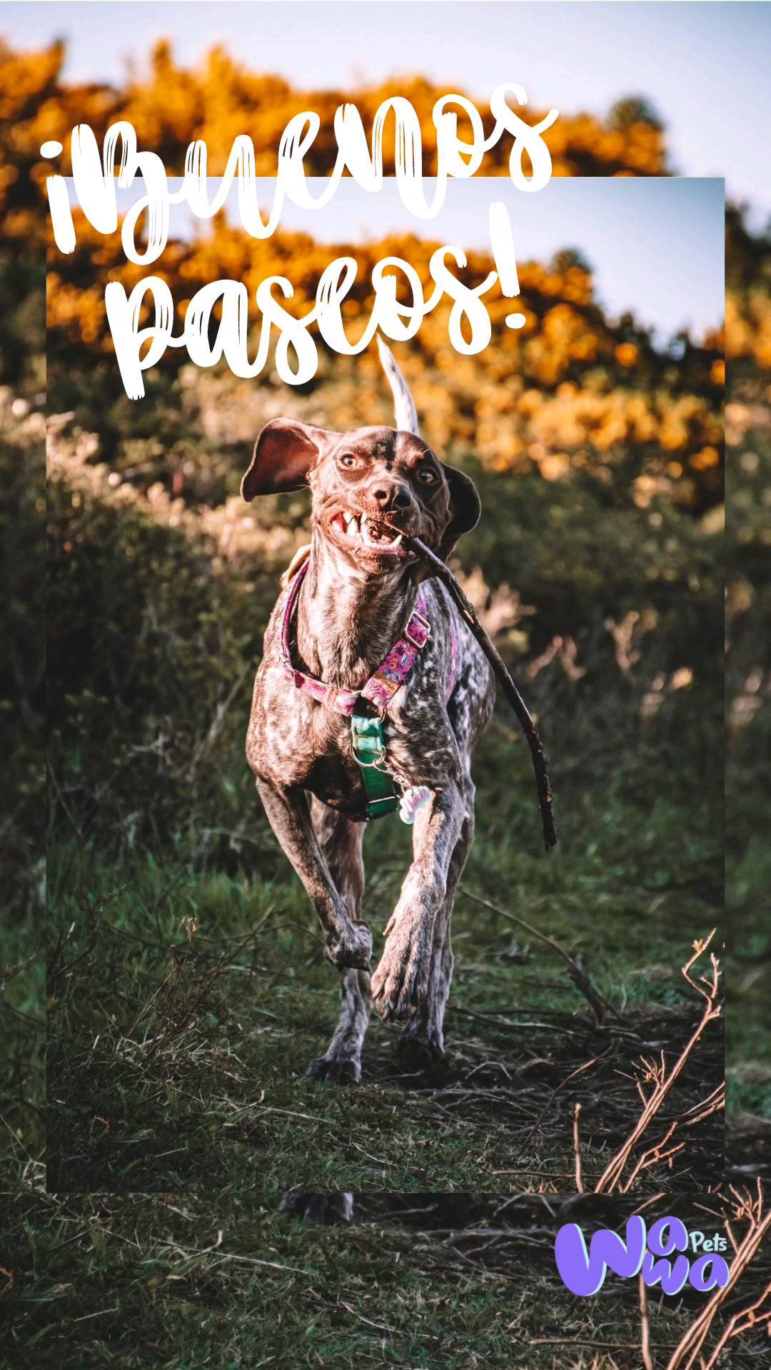 Alguien dijo paseo? 👀 🐾 Alguien dijo WawaPets!! 🥰😎
Porque en casa paseo, cada día, tarde, cada chapuzon y cada patita 🐾 con barro! Ahi estamos! 🐾💗 junto a ti y tus momentos memorables junto a tus hoomans🕺🐾
Ya viste todos los modelos que tenemos? Entra a nuestra estrenadisima página web y enamorate de todas nuestras combinaciones 🌈
www.wawapets.cl
.
.
.
.
#correaslargasperrosfelices #correamanoslibres #perroschilenos #perroseninstagram #perrihijos #paseosdeperros #correaslargasperros #perroschile #dogslife #dogmom #dogdad #mamaperruna #papaperruno #accesoriosparaperros #paseoscaninos #wawapetslovers