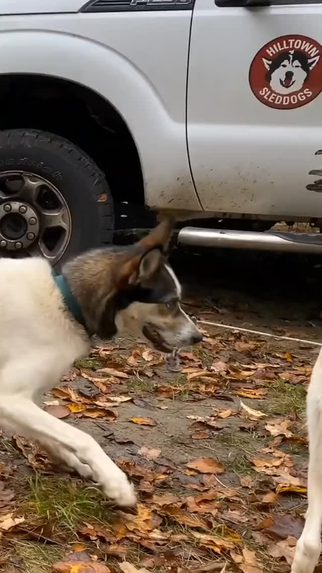 Enjoy the dogs of Hilltown Sleddogs Reels again! #hilltownsleddogs #reels #sleddogs #lovemydogs #sleddogcamp #sleddogsofinstagram