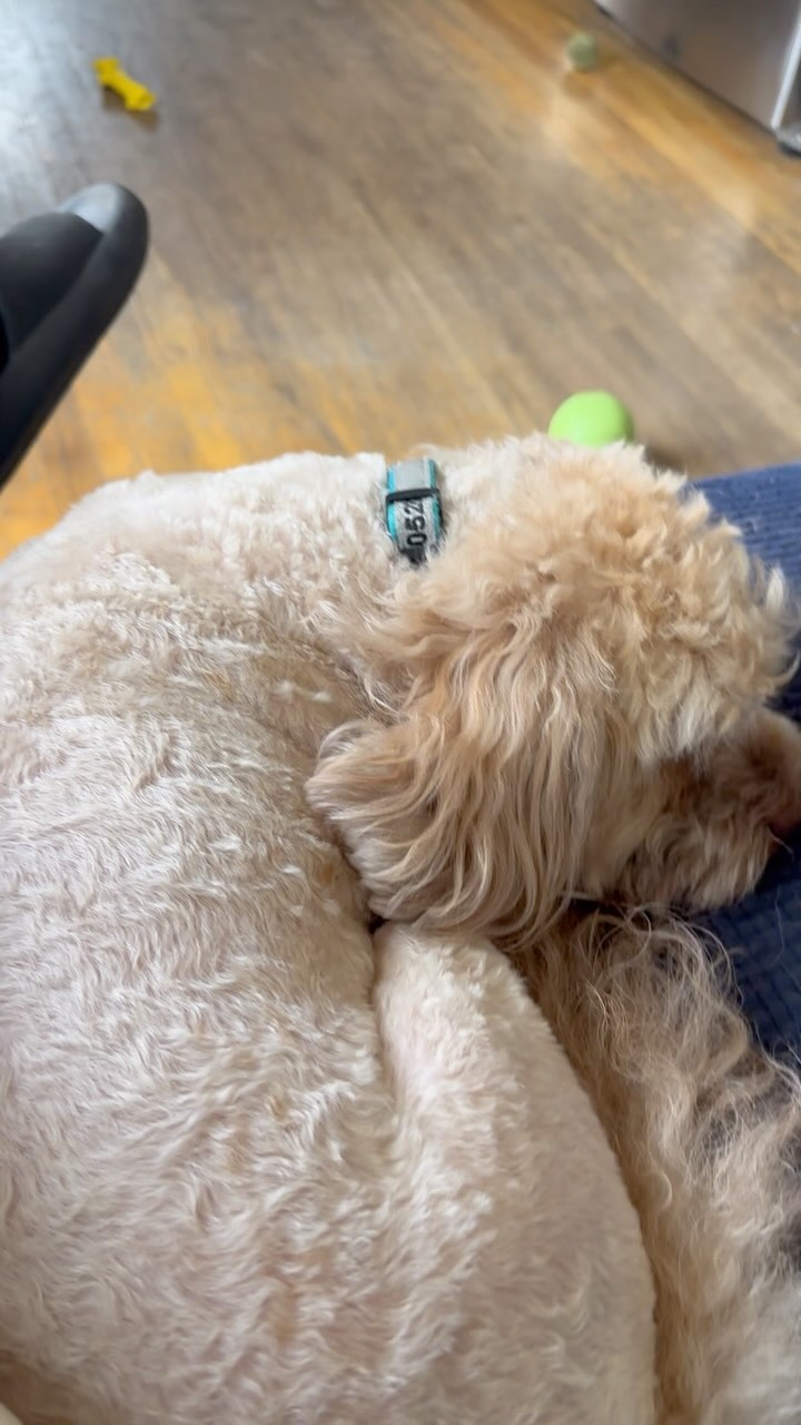 It’s ohhhhh so quiet……..#dogwalking #dogsofinstagram #dogwalker #doglover #dogstagram #petsitting #dogwalk #dogoftheday #doglovers #doglife #petsitter #instadog #doggydaycare #dogwalkerlife #fyp #dogwalkersofinstagram #dogboarding #dogwalkers #longislanddogs #dogsoflongisland #huntingtonny #greenlawnny #lidogs #thedogist #HGLfamily #petsittingservices
#thedogsoflongisland #longislanddogsofinstagram