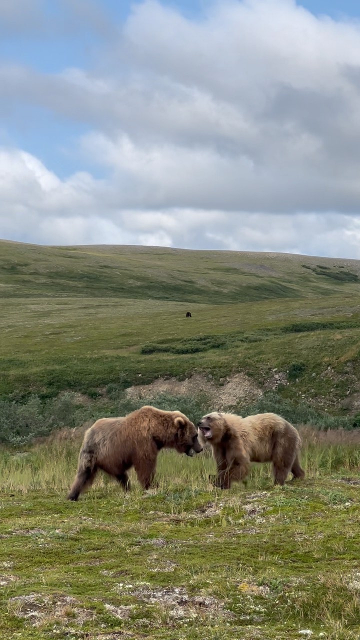 This happening right in front of us 🤯
#alaska #reels #lakeclarkresort #explorealaska