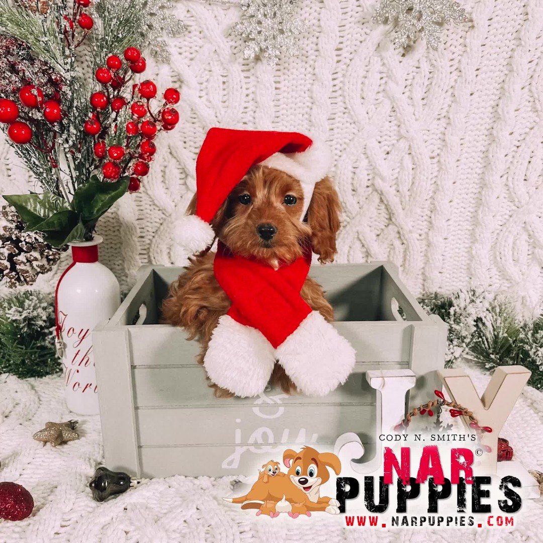 Sadie the Goldendoodle @narpuppiescom
#narpuppiescom #puppies #puppy #dogs #puppylove #love #doglife #cute #golden #pets #puppylover #narpuppies