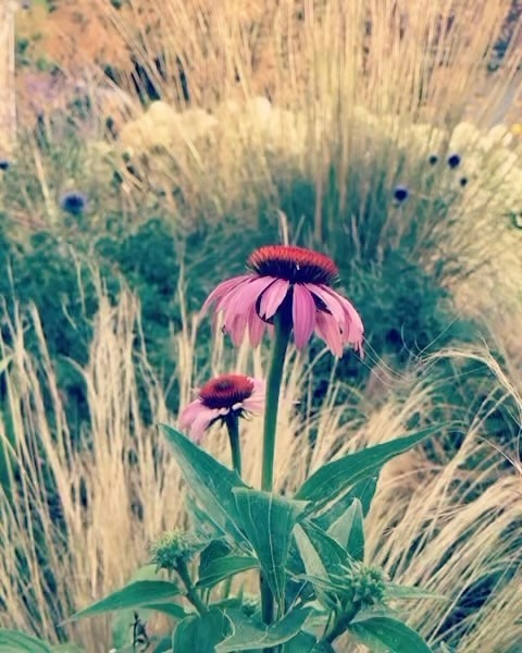 Happy new year to everyone. Some summer planting to make up for the utterly dreich weather today. New website coming soon. 🌳