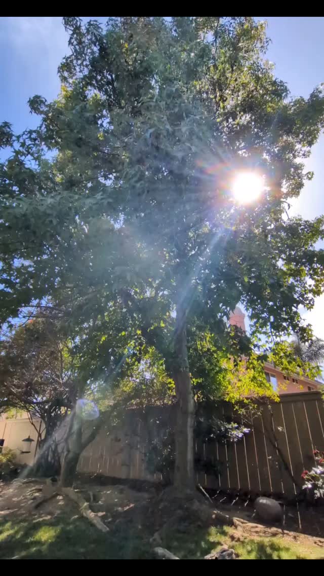 Open tuned drone study in 11/8 on an unplugged electric. Happy Thursday!