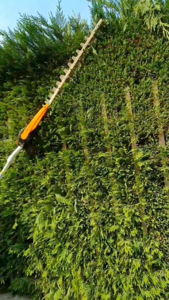 Potature.
.
.
.
.
.
.
.
.
#treesurgeon #treclimbing #giardinaggio #giardino #natura #garden #piante #green #fiori #verde #nature #gardening #potatura #italy #giardiniere #giardinodicasa #italia #love #flowers #landscape #plants #polliceverde #potature #foglie #sempreverde #giardini #topiartis