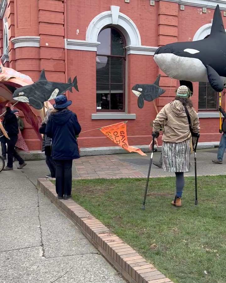 Old growth demonstration #yyj #nologgingoldgrowth