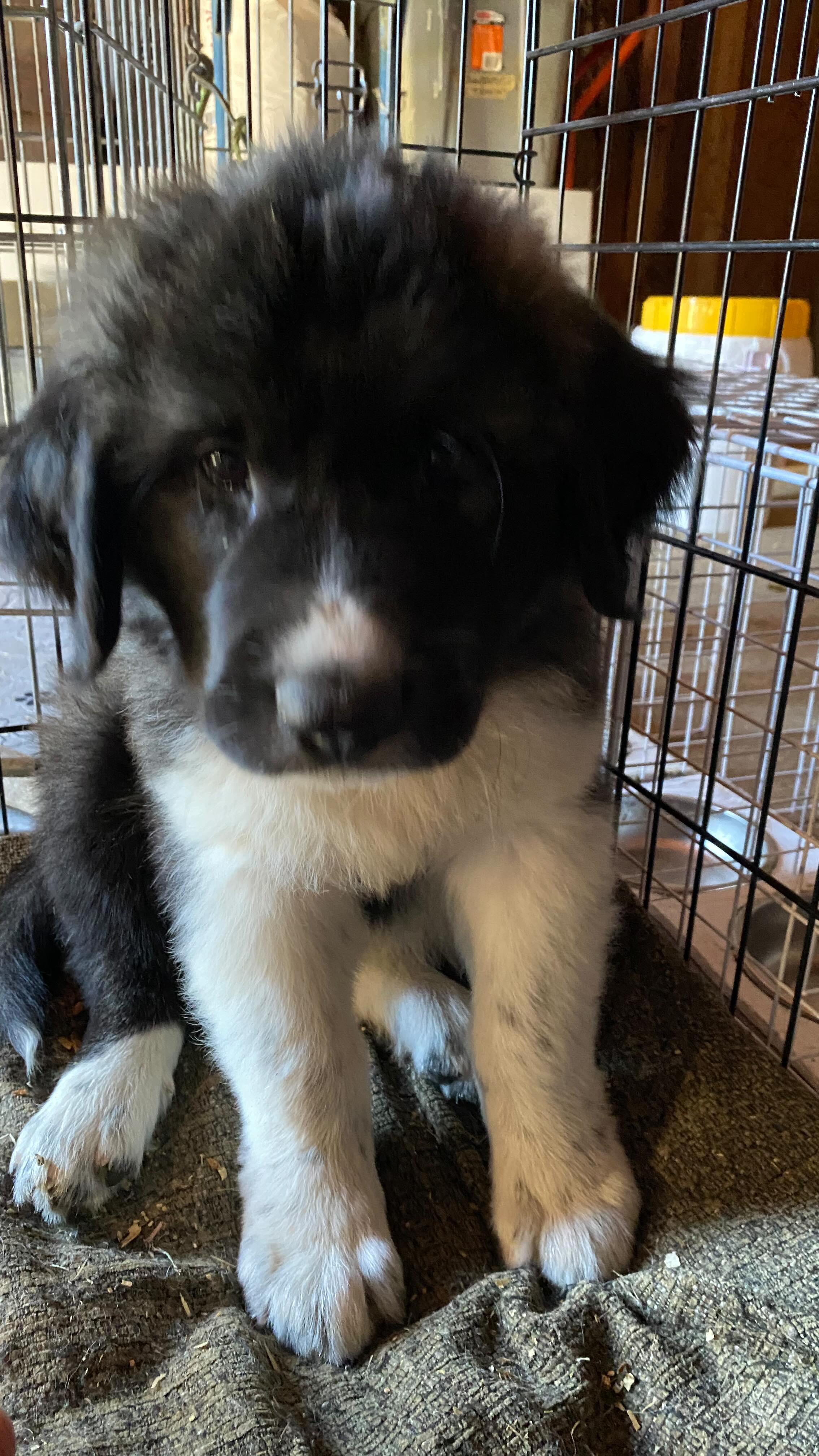 Myofascial release is such an effective therapy. I am so thankful to be able to work with all kinds of animals; and even after doing this work for 17 years, I am still amazed when I see their bodies transformed, right before my eyes.
Myofascial release is a gentle, hands on therapy that works on the fascia, or the connective tissue.
Essential oils support and bring balance to the body. Either work well alone… but together they are amazing!
Reach out if you would like to know how to SAFELY use oils on your animals!
*I am not a veterinarian and do not give veterinary advise. This puppy was under the care and supervision of a licensed veterinarian. 😊
#myofascialrelease #youngliving #essentialoils #puppy #i̇lovemyjob