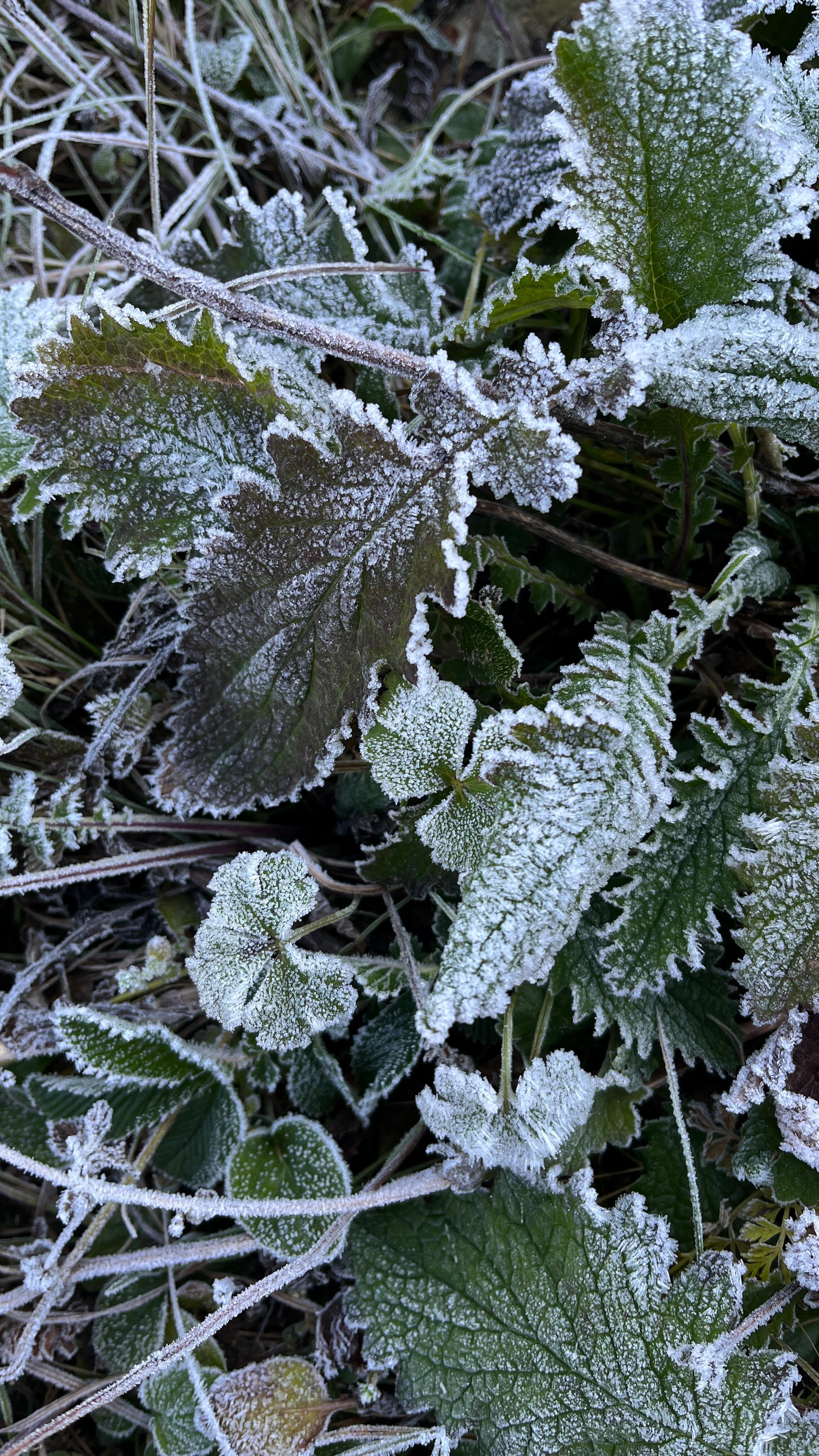 nepal reel series 🇳🇵
part 4
Fourth day of our trekking days in Nepal 🇳🇵after a night at Ghode Pani घोडे पानी, which is 2874m above sea level. With our boy in the backpack many more steps were waiting for us to be climbed. our hiking adventure continues… enjoy more soon. love from stracks
@nepal #amazingnepal #hikingadventures #outdoorfamily #exploremore #nepalisbeautiful #backpackinglife #godscreation #ghodepani #nepal #outdooradventures #minimalfamily