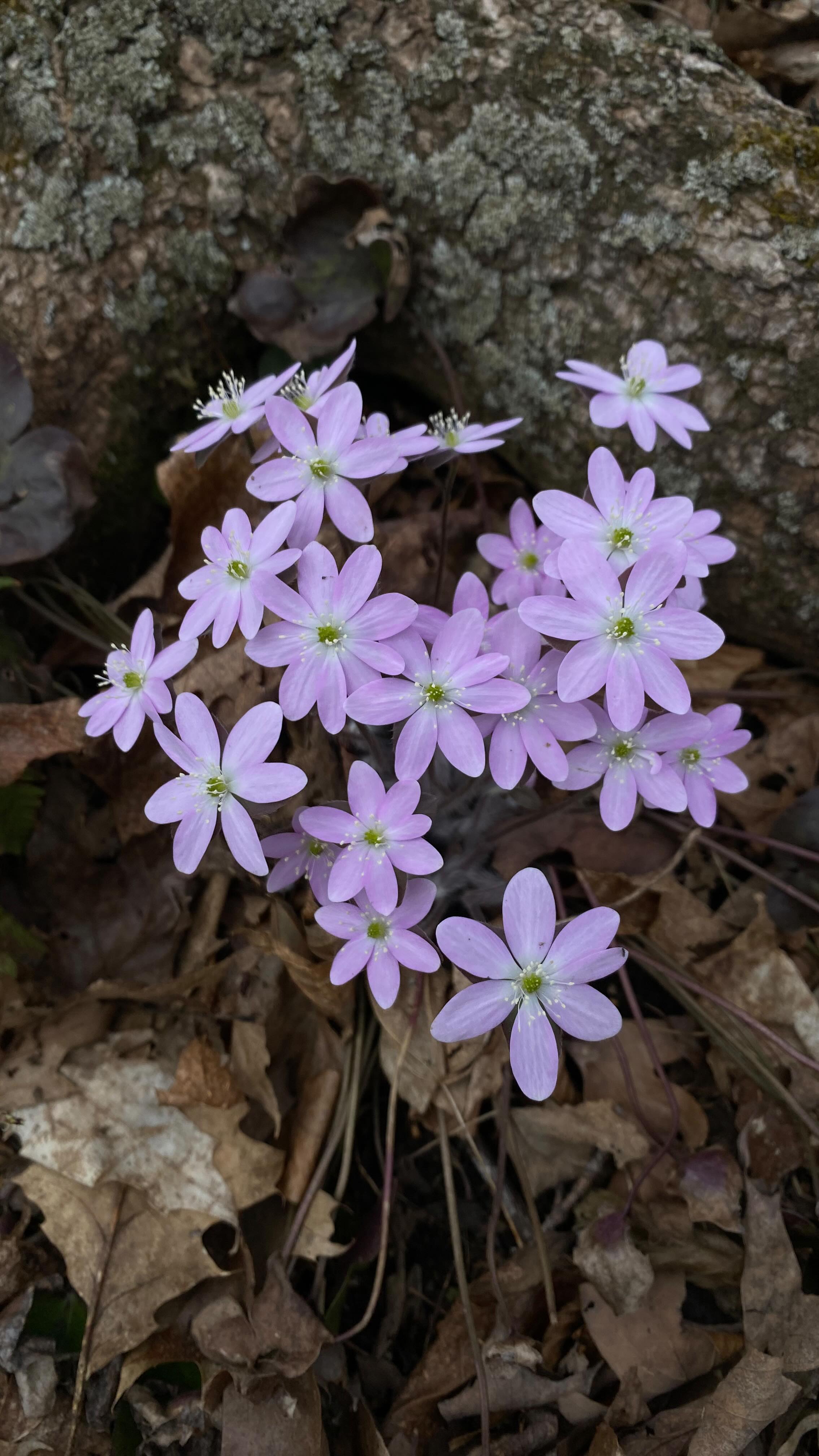 Ephemeral scavenger hunt season is upon us! What I’ve seen so far:
-many hepatica
-blood root
-trout lily leaves
-barely budding trillium
Theres a few of these prints still available in my online shop! What’s on your ephemeral treasure hunt sheet so far?