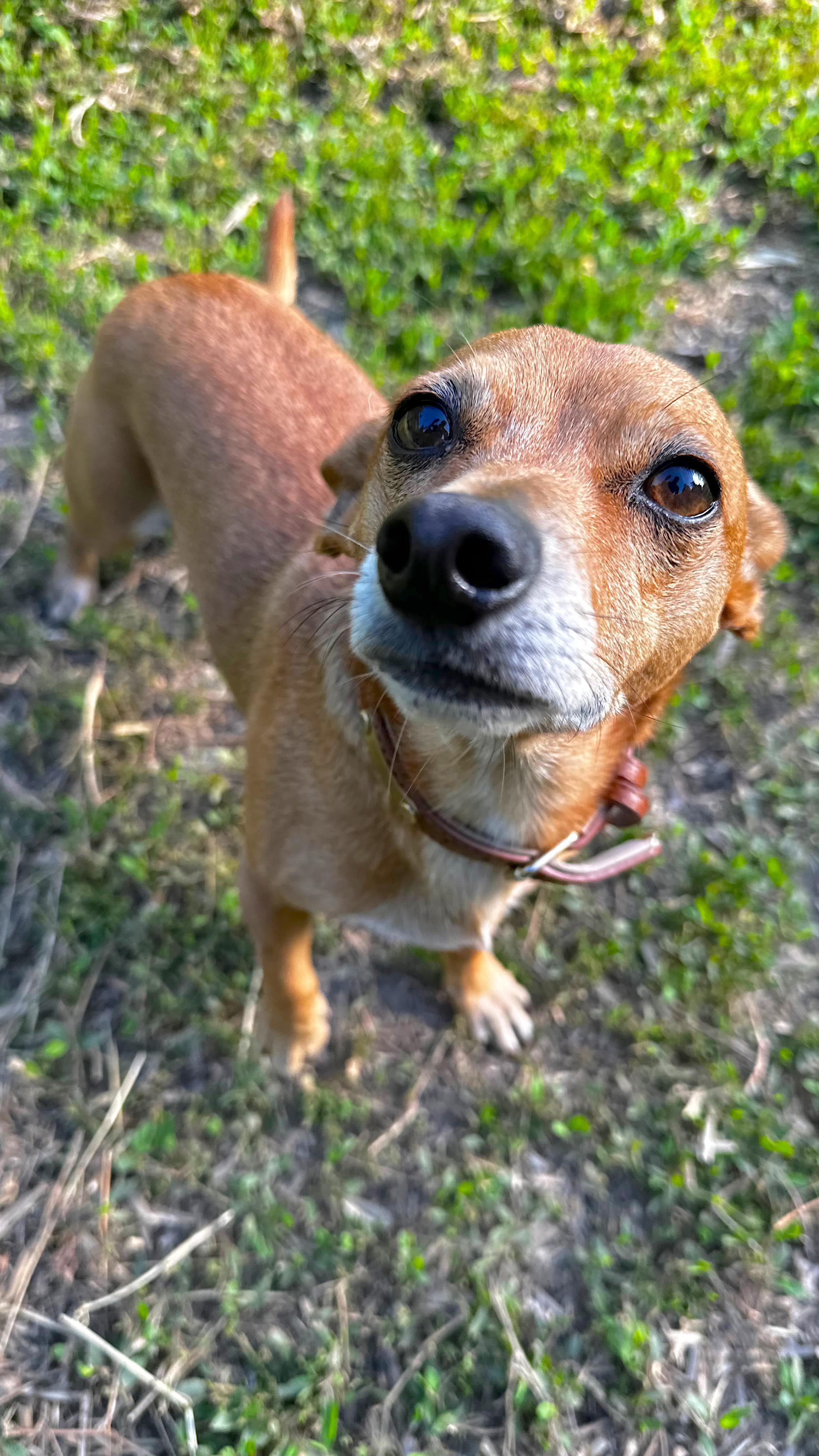 Work from home 💤 #sfdogs #sfdogslife #dogoftheday #dogintraining