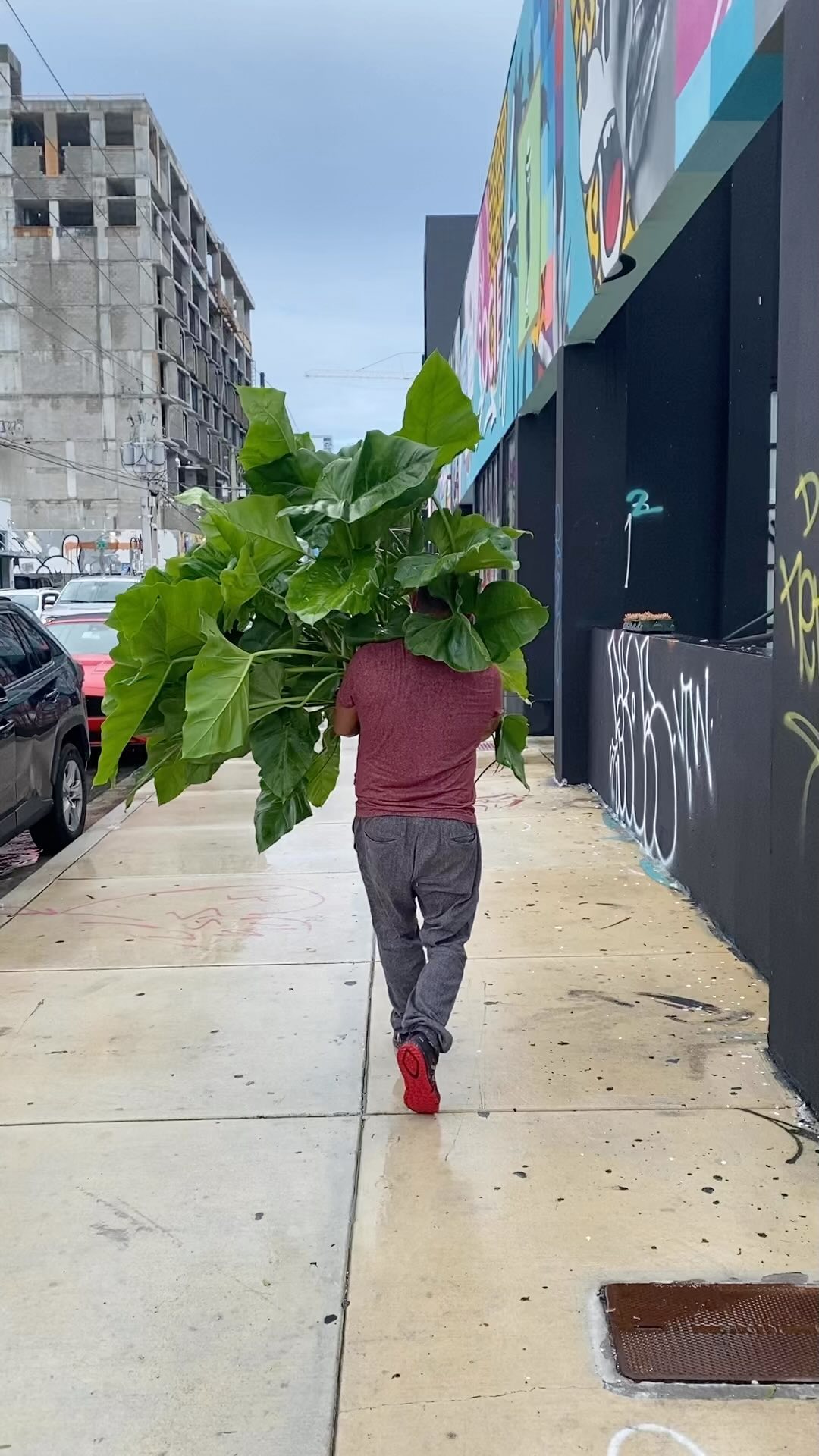 Weāre bringing the Jungle to Wynwood for āThe Forbidden.ā
@keeks_corner and I are working BTS to bring you a plant and art experience like no other!
Rare plants: tropicals and cactus with the perfect backdrop - graffiti art š¼
Music and drinks are included cause weāre Latinas, so expect to have funššŖ©
Philodendron by @sunsetnursery
See you there!
Saturday, Sept. 24
1-5 pm
RSVP link in bio
*
*
*
*
*
#rareplants
#rarecactus
#raresucculents
#plantreels
#thingstodoinmiami
#theforbidden
#tropicalplants
#succulents
#miamievents
#plantaddict