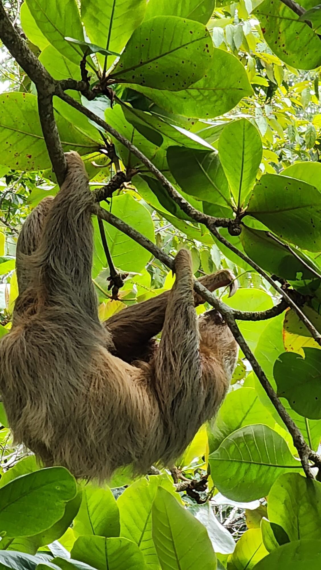 We were a little hungry for adventure so we decided to Pura Vida and paddle in the rainforests of Costa Rica