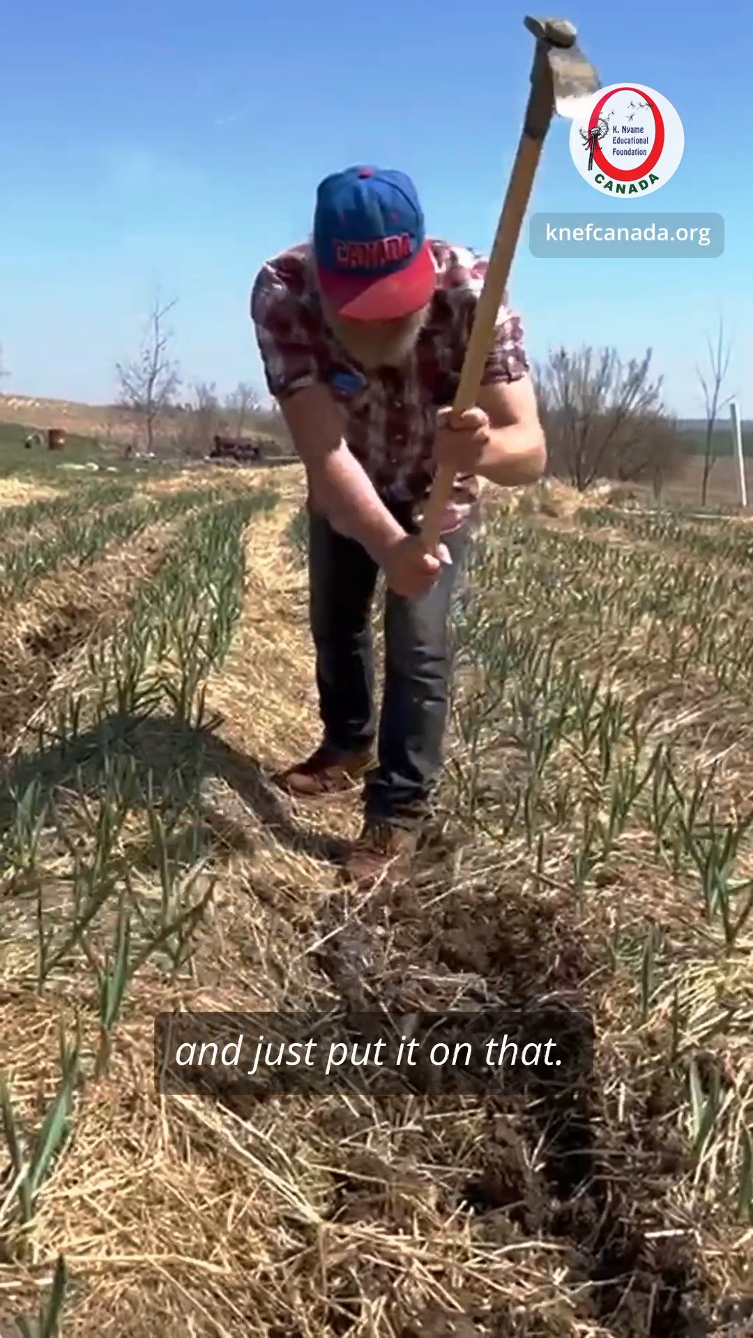 Firstly, ridges were made to create elevated rows for the garlic 🧄 to grow on. Then, garlic seedlings 🌱were carefully planted in these ridges. After planting, the seedlings were covered with straw to protect them from the elements.
However, due to rainfall, some of the garlic seedlings became exposed. To ensure their survival and growth,
a bit of extra soil was used to cover these exposed seedlings.
Follow @knefcanada
Work with us 👨🏾🌾👩🏾🌾 link in the description