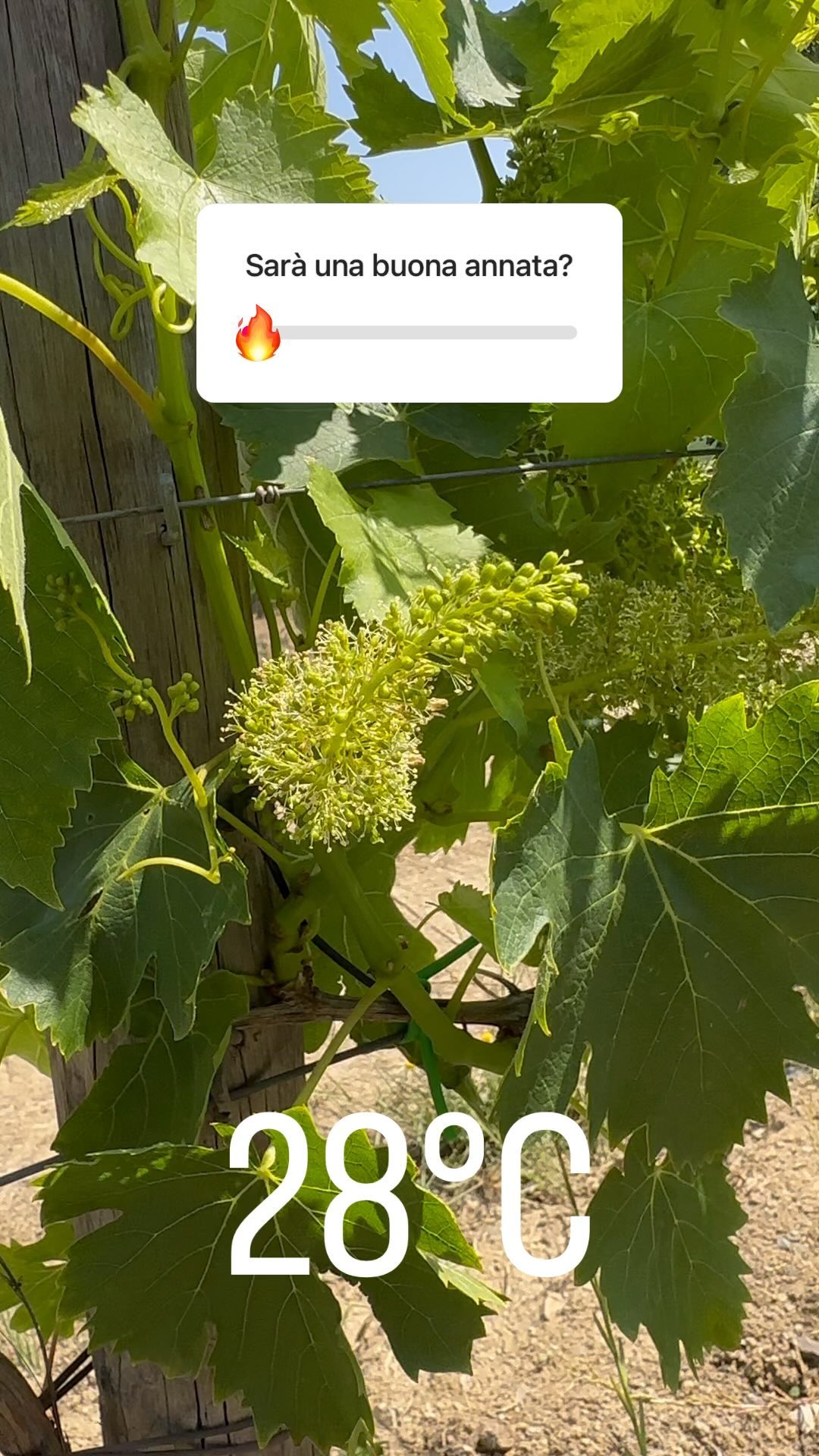 Fioritura da manuale 😍