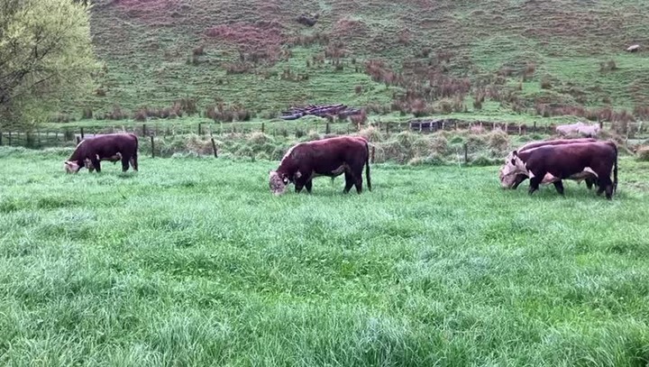 Where's that sunny weather gone?
The Yearlings are ready for Sale Day though,
Midday, this Thursday, 19th of September, on-farm at 814 Kauangaroa Road
See the Catalogue below:
https://pivotdesign.co.nz/ebooks/2024/Riverton_Herefords/
We look forward to seeing you there!
#nzherefords #nzfarming #dairybulls #rivertonherefords
