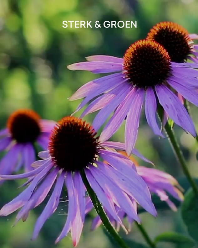 Januari is de tijd voor al je wilde tuinplannen! Schrijf je in voor onze workshop en ga aan de slag met je tuinkalender op maat. LINK IN BIO
🪴Jaarrond tuinplezier: Leer hoe je het hele jaar door je tuin kunt verzorgen en optimaliseren voor maximale groei en bloei. Klaar voor het buitenleven!
🧑🌾Deskundige begeleiding: Ontvang begeleiding van ervaren tuinexpert die je stap voor stap door het proces leidt en al je vragen over jouw tuinproject beantwoord.
✅Hands-on: werk aan het opstellen van een echte tuinkalender, afgestemd op jouw specifieke plantgroepen en tuinomstandigheden.
💡Slimme tuinplanning: Ontdek slimme planningstechnieken voor vaste planten, hagen en andere tuinelementen die jouw tuin naar een hoger niveau tillen.
🍂🍃🌱Seizoensgebonden werkzaamheden: Leer welke taken je moet uitvoeren in het voorjaar, zomer, herfst en winter voor een gezonde en bloeiende tuin.
🐛🐞🐜Bodemkennis: Begrijp hoe je bodemanalyses kunt gebruiken om ervoor te zorgen dat je planten gedijen in de specifieke omstandigheden van jouw tuin.
🗓️Direct toepasbaar: Ga naar huis met een concrete kennis, klaar om toe te passen voor directe verbeteringen en implementatie in je handige tuinkalender excel-template die je na de workshop krijgt toegestuurd
🧑🌾👩🌾👨🌾Kennis delen en netwerken: Ontmoet gelijkgestemde tuinliefhebbers, deel je ervaringen en passie voor tuinieren. Deze workshop is een prachtig moment om kennis te delen.
Naslagwerk: Ontvang een naslagwerk van de cursus met alle informatie die tijdens de workshop wordt behandeld (met natuurlijk de handige excel template die je volledig kan afstemmen op je eigen tuin)
#tuinieren #gardening #detuinin #tuin2024 #sterk #groenetuin #logischtuinieren #natuurlijketuin #duurzametuin #logischetuin #slimmetuin #tuinontwerp #beplantingsplan #tuinplanten #tuinieren #tuinjaar #tuinjaar2024 #tuinworkshop #tuinierenworkshop #plantworkshop #planten #inplanten #gorinchem #gorcum #zuidholland #utrecht #noordbrabant #regiogorinchem #ronddelinge