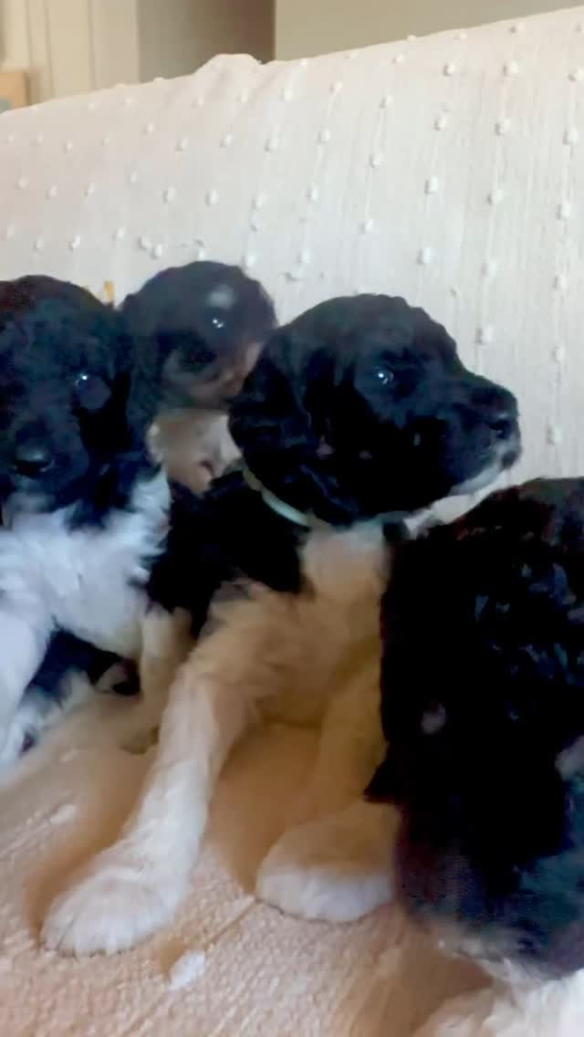 Our sweet Standard Parti Poodle puppies are 3 weeks old and growing up to be true beauties @elevatedstandardsnc in Ferguson NC ❤️
#standardpoodle #standardpartipoodle #standardpoodlesofinstagram #standardpoodlepuppy #standardpoodlepuppies #standardpoodlelove #puppy #puppylove