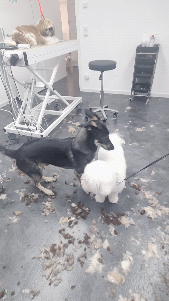 Work hard - Cuddle harder 🐶
#hundefriseur #doggroomer #alltag #bestjob #ilovemyjob #hundeliebe #ilovedogs