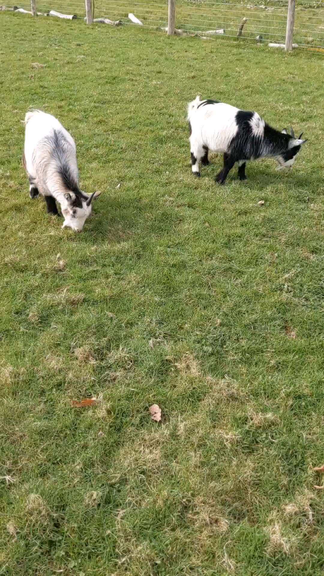 Pringle and Neb have joined the gang at Hollyview