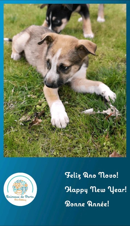 #animauxdeporto #petsittingporto #petsofinstagram #cats #dogs #petlovers #porto