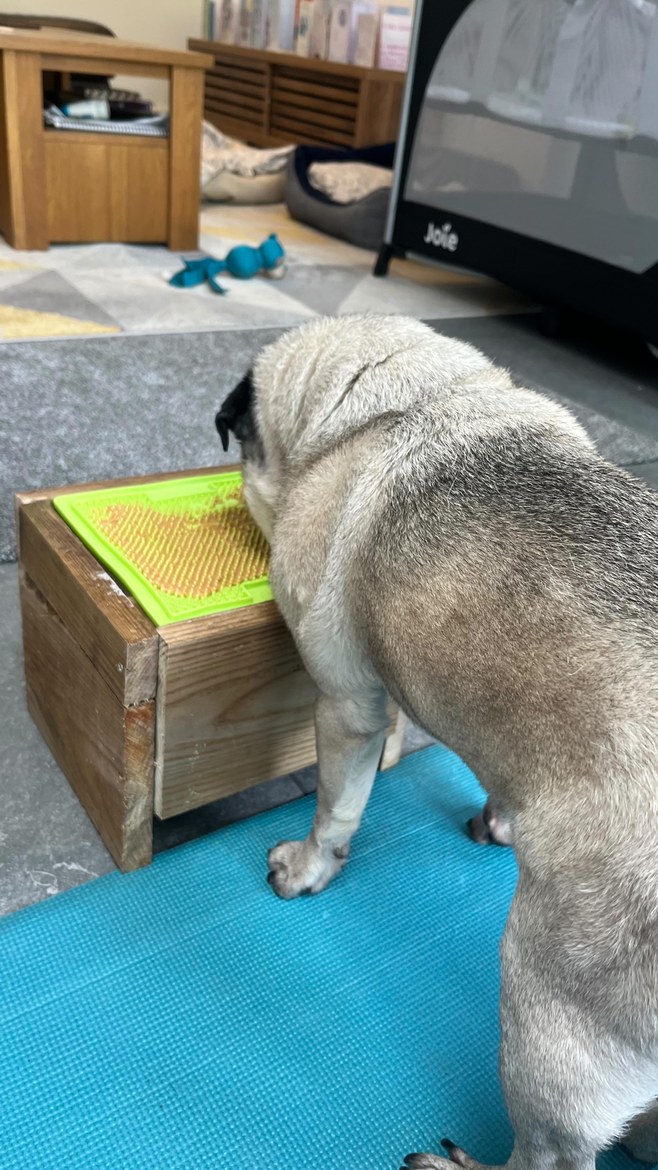 When your mum and dad make you a bespoke stand for your Lickimats ๐๐ผ๐
๐
Lickimats are a great way to slow your pets down, provide enrichment, reduce stress and anxiety.
๐
They also work well as a distraction during physio sessions! I always have a couple that we can use during appointments as well as some available for purchase if your dog tells you they need one for in between!
#vetphysio #npvetphysio #caninephysio #dogsofinstagram #caninerehab