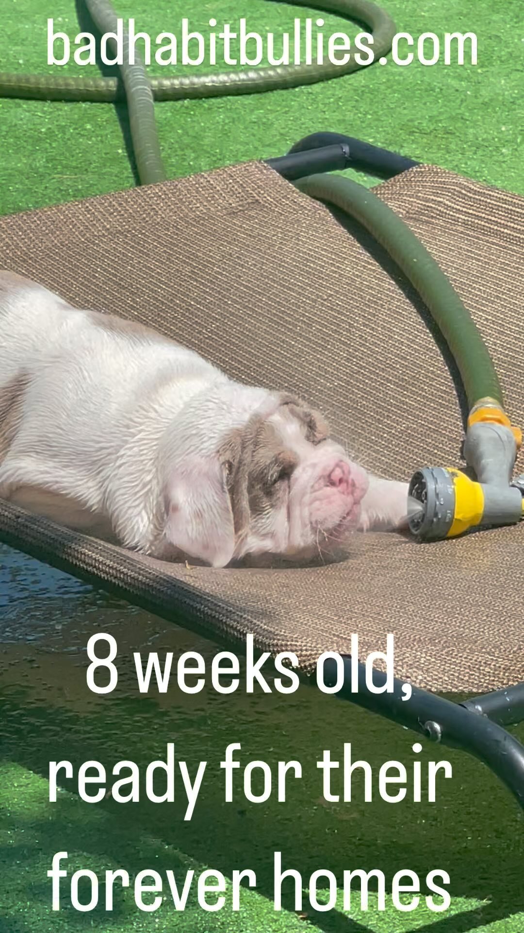 Olde English Bulldogge Puppies IOEBA registered, Champion Bloodline badhabitbullies.com