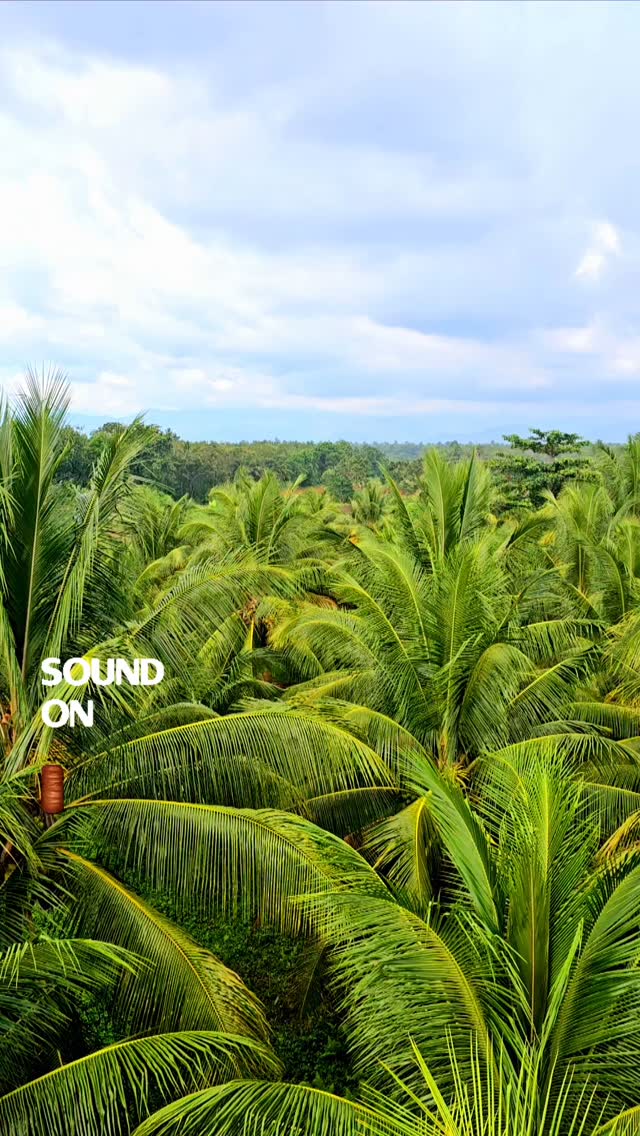 The hills of Kidapawan breathe like they remember. Coconut trees sway with stories only the wind understands.
If you listen closely, the past isn't gone...it is waiting.
My upcoming book was born here.
#kidapawan #historicalfiction #maranaoheritage #legacyintheland #filipinostories #authorjourney #echoesoftheforgottenthrone