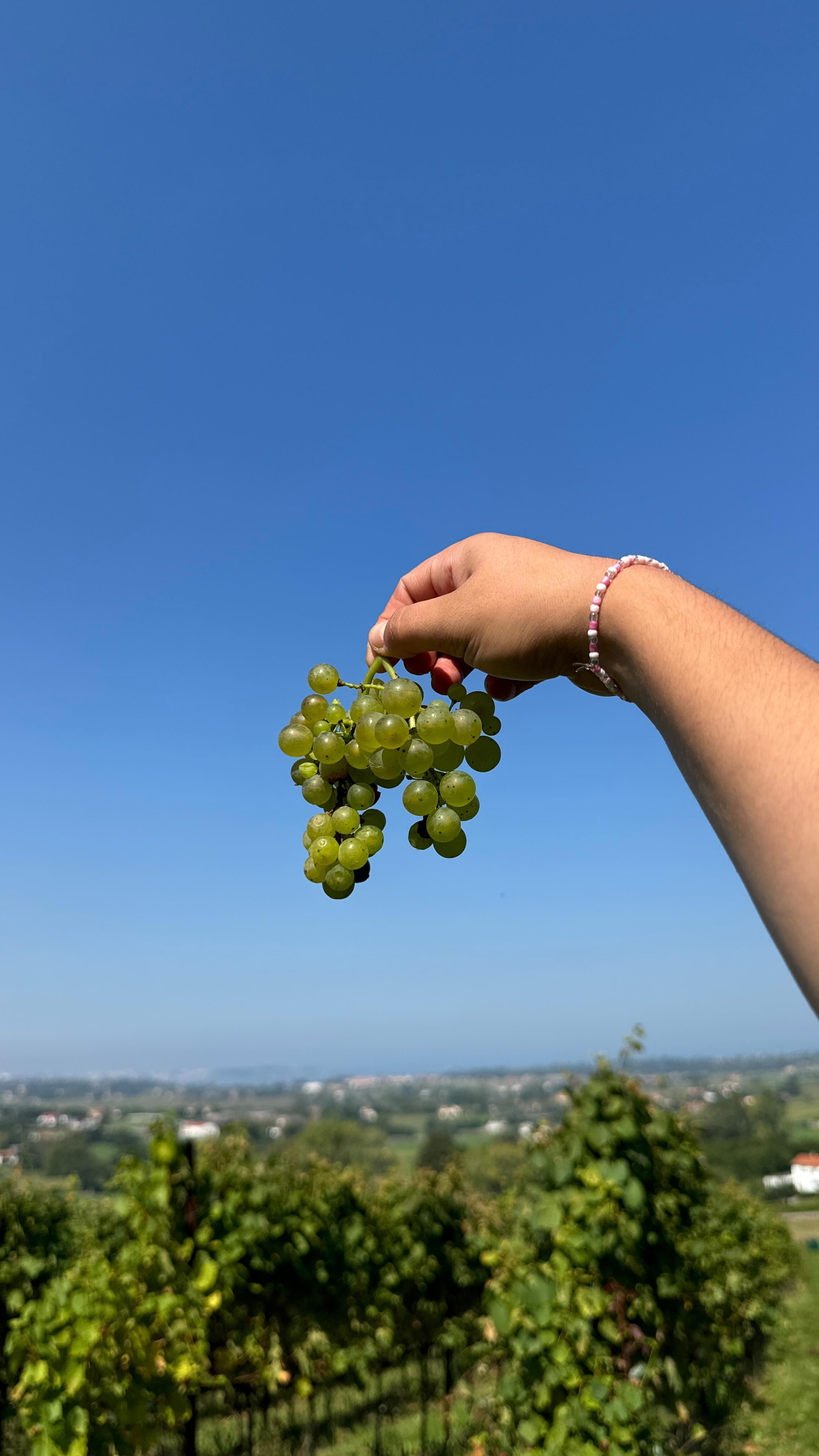 🍇✨ ¡Una jornada de vendimia inolvidable! ✨🍇
Hoy hemos terminado la vendimia de nuestra querida uva Godello en un solo día. 🌱☀️ El esfuerzo de todo el equipo ha hecho que cada racimo llegue en las mejores condiciones para crear un vino único. 🍃🍷 No podemos estar más emocionados por lo que está por venir. ¡Gracias a todos los que habéis participado en este proceso tan especial! 💚
#vendimia2024 #godello #bodegabahíadesantander #vinoconalma