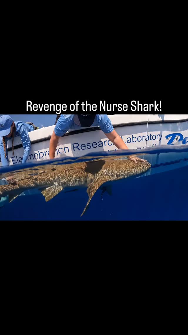 While #measuring a #nurse #shark, @fauscience #graduate #student @genevievesly09 got tapped on the head by it’s #tail. A reminder of how #flexible these #sharks are! No harm done to #human or shark and @genevievesly09 was able to instrument the #nurseshark with a #camera #tag #package. Such a great day, it requires more than one post! #marinebiology #fieldwork #womeninstem #womeninscience @dusky_boats @colganfoundation
