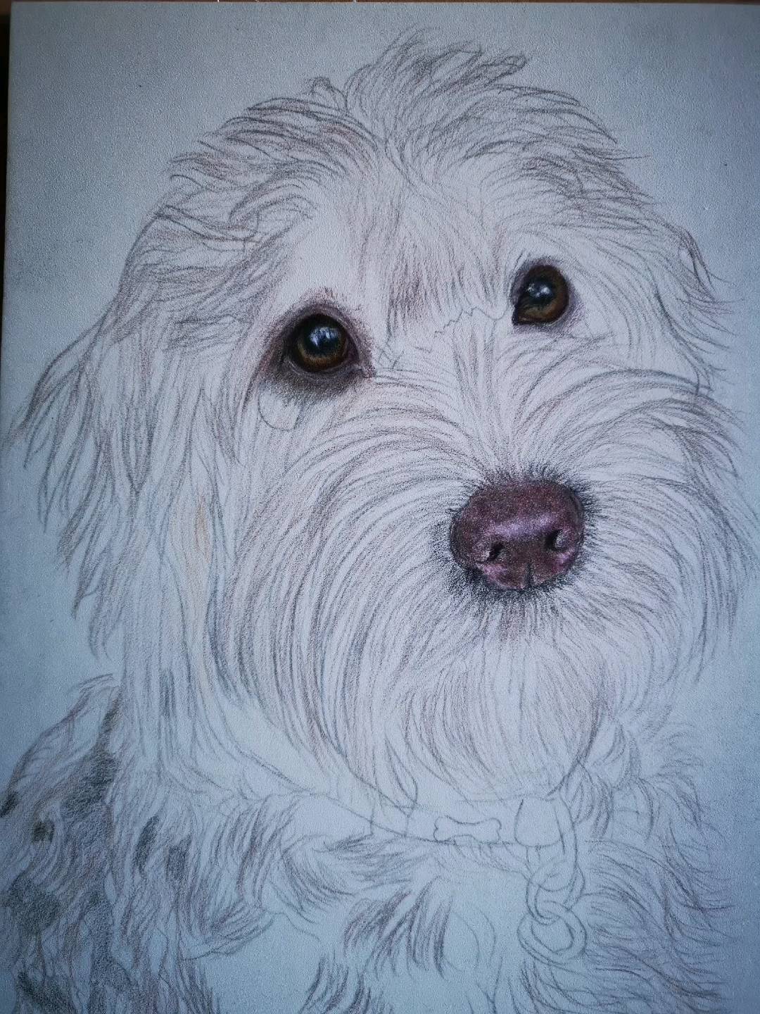 Cockapoo from sketch to finished portrait. Beautiful furbaby ❤️If you would like your pet into a forever memory.contact me. www. artspirituk. com😊#colourpencilart #galleries #doglovers #dogs #artgallerys #gallery #petlovers