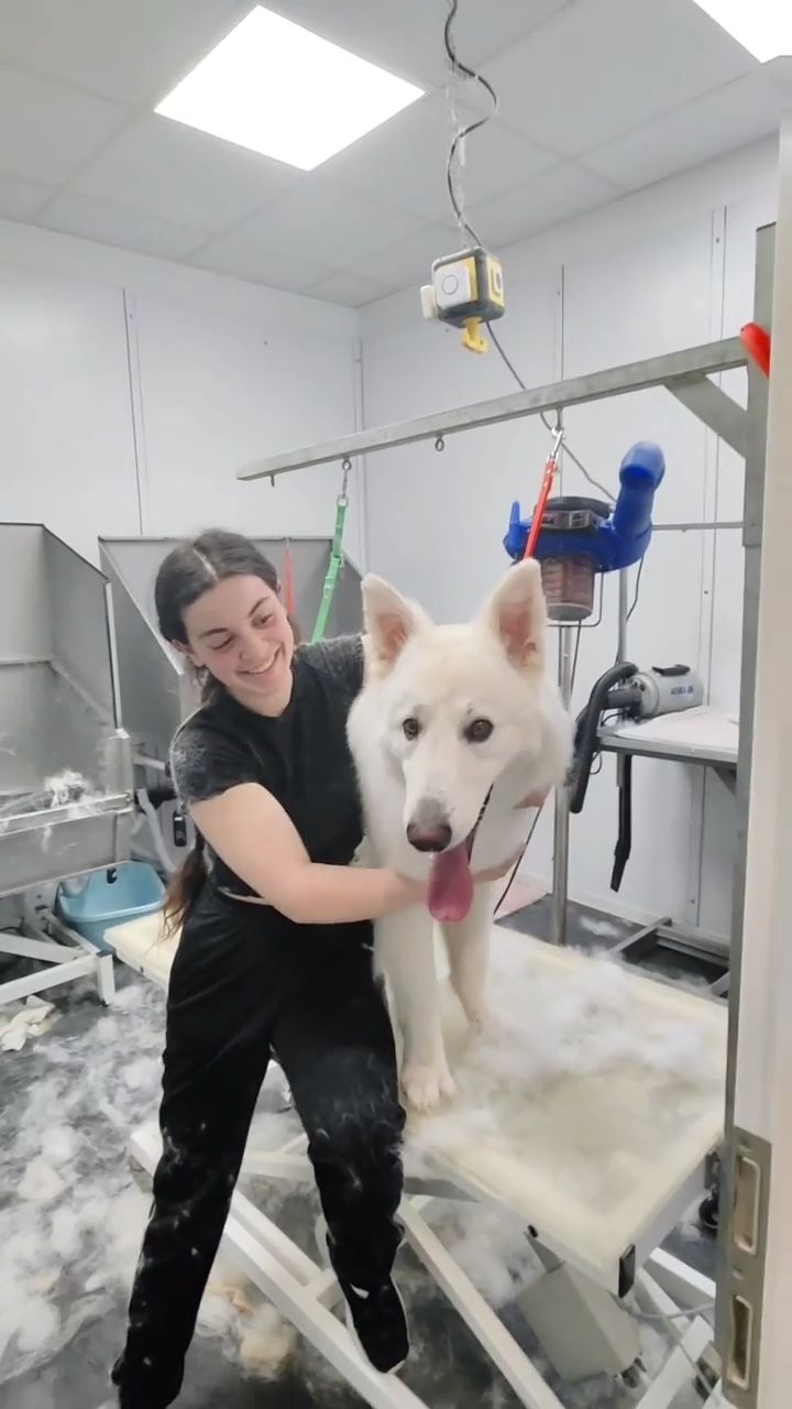 Und wer räumt das jetzt auf?? 🥴
#germanshepherd #schäferhund #deutscherschäferhund #doggroomer #hundefrisör #funny #cutedog #whitedog #woofer #somuchfluff