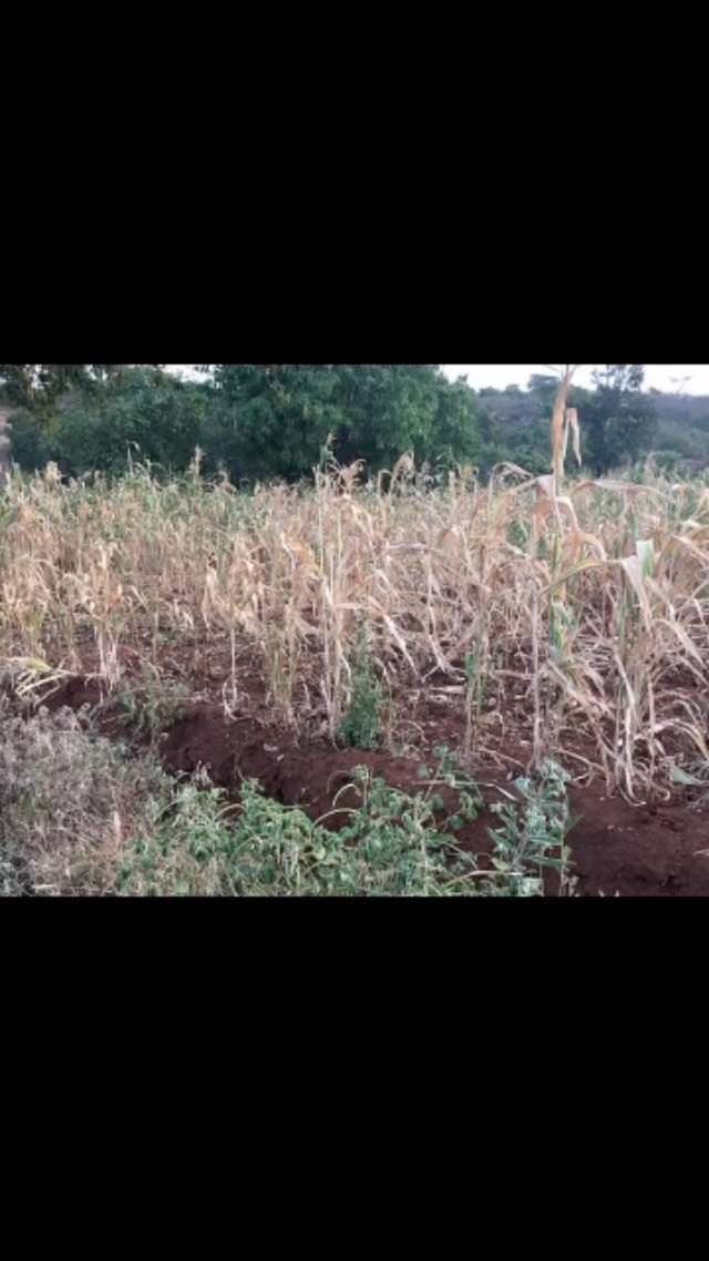 This is serious. There have been no rains again. There is no food. St Peter’s Lifeline feeding programs will only continue through your donations. Every penny you donate will give life to children and the elderly. Please, donate. Link is in the Bio above. #stpeterslifeline #feedthechildren #cop27 #cop27egypt #help #calltoaction #climatechange #kenya #feedtheelderly #pray