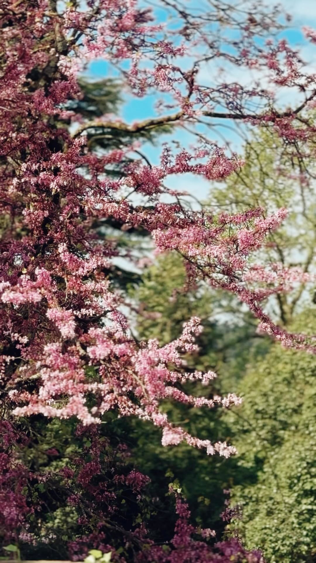 Spring is here, the roses have opened, and the sun could not be more welcoming.
Reserve your date and come have a full picnic experience with us in Tuscany.
#tuscany #toscana #picnic #palmbeachpicnics #tuscansun #tuscandate #wine #pinossandwiches #winelab #vinosfuso #springtime