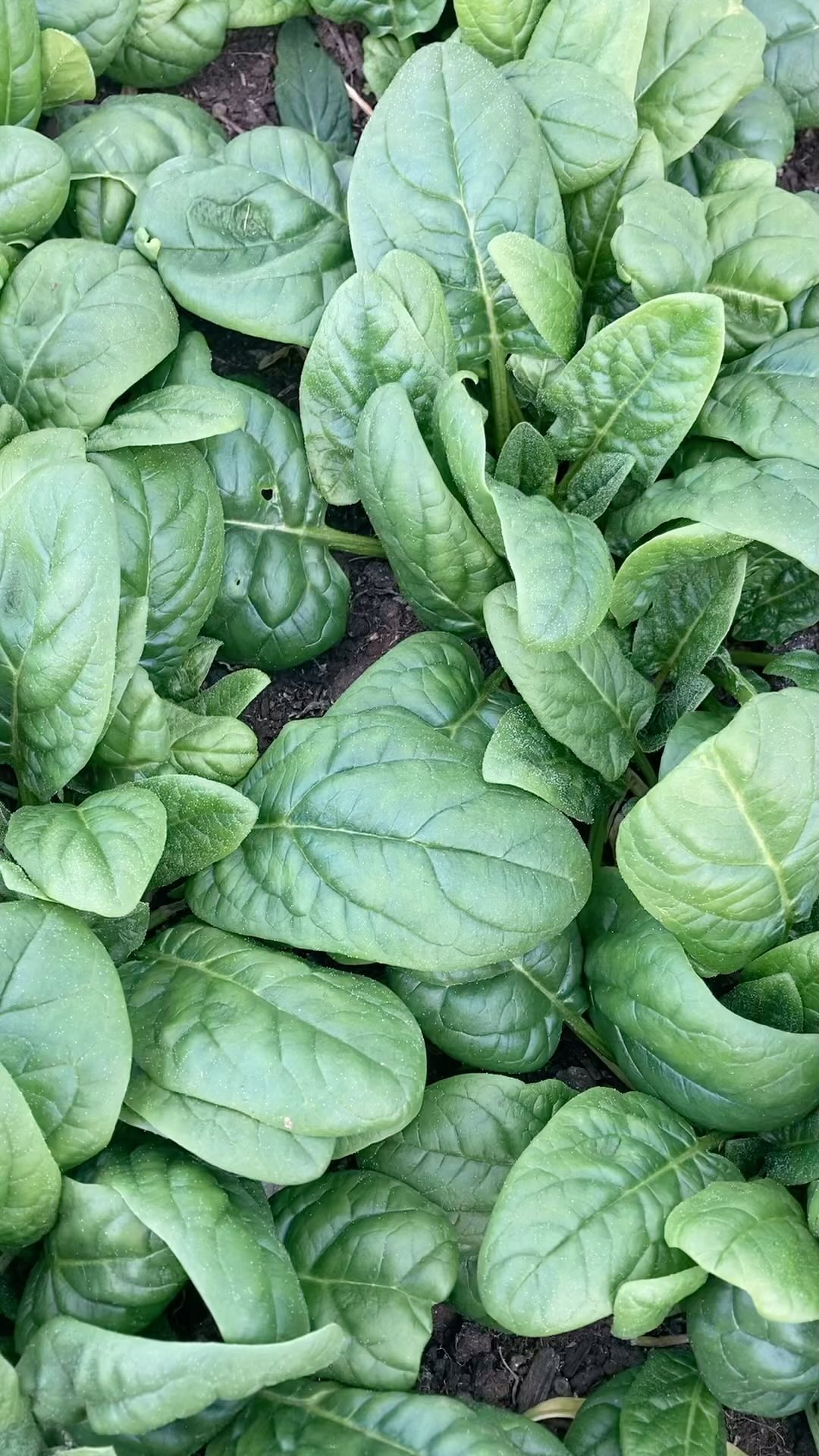 Spinach soaking up the sunlight as the snow melts off the greenhouse.
Spinach is made for winter. The plant keeps photosynthesizing, taking up water and nutrients and growing even during the shortest and coldest days of the year.
Like many cold hardy crops, the cells of spinach leaves turn their starches into sugars which act as an antifreeze to prevent cell damage. Which makes winter spinach OH SO SWEET.
There will be as much spinach as I can harvest at the market this Saturday at the Wentworth Greenhouses in Rollinsford 10am-2pm. @seacoasteatlocal
#nhagriculture #wintergreensnh